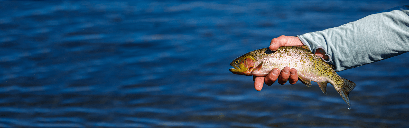 most liked catch image